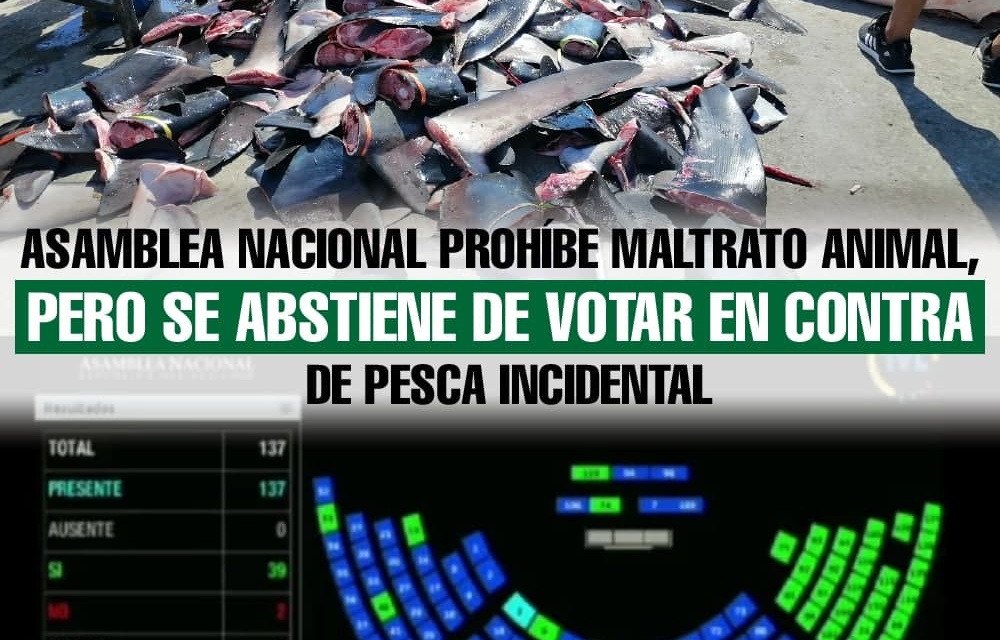 Asamblea Nacional prohíbe maltrato animal, pero se abstiene de votar en contra de pesca incidental